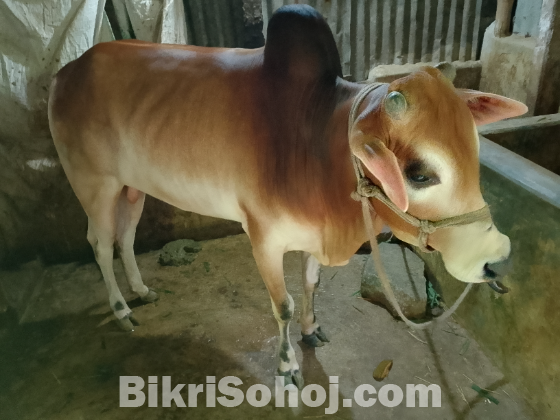 গরু